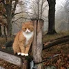 Стикер 25 autumn atmosphere