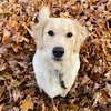 Стикер 39 autumn atmosphere