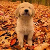 Стикер 32 autumn atmosphere