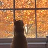 Стикер 20 autumn atmosphere