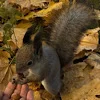 Стикер 29 autumn atmosphere