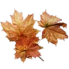 Стикер 32 Autumn #timeofyear #autumn