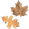 Стикер 44 Autumn #timeofyear #autumn