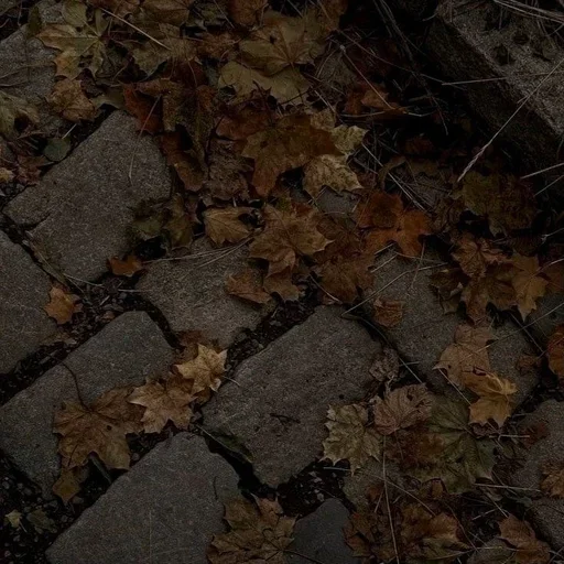 🍂 Стикер «Autumn Осень» для Telegram