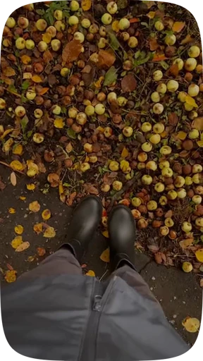 🍁 Стикер «Autumn» для Telegram