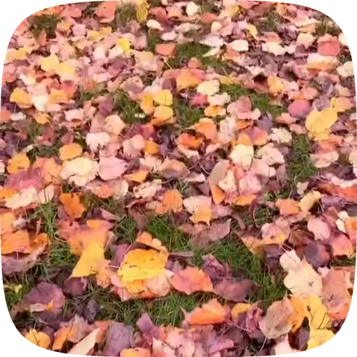 🍁 Стикер «Autumn» для Telegram