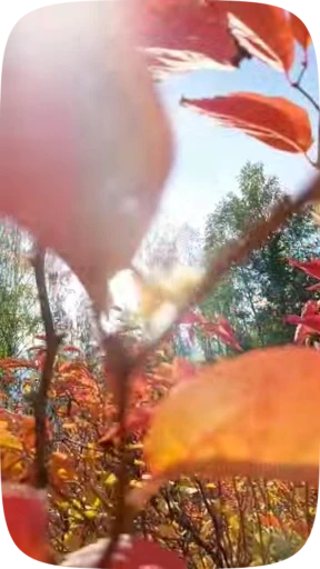 🍁 Стикер «Autumn» для Telegram