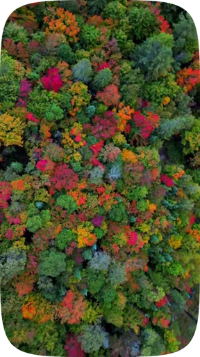 🍁 Стикер «Autumn» для Telegram