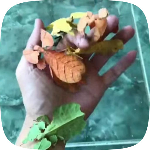 🍁 Стикер «Autumn» для Telegram