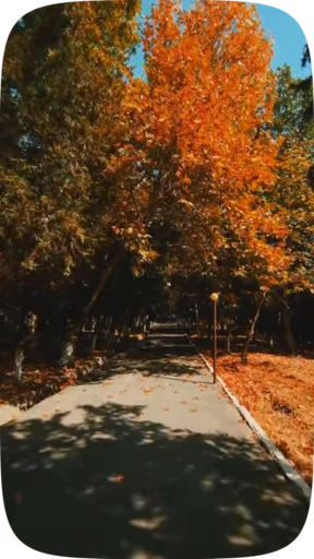 🍁 Стикер «Autumn» для Telegram