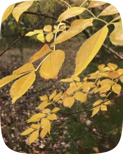 🍁 Стикер «Autumn» для Telegram