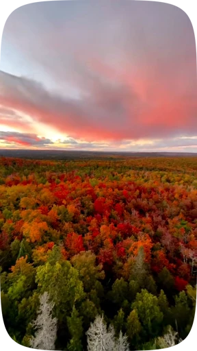 🍁 Стикер «Autumn» для Telegram