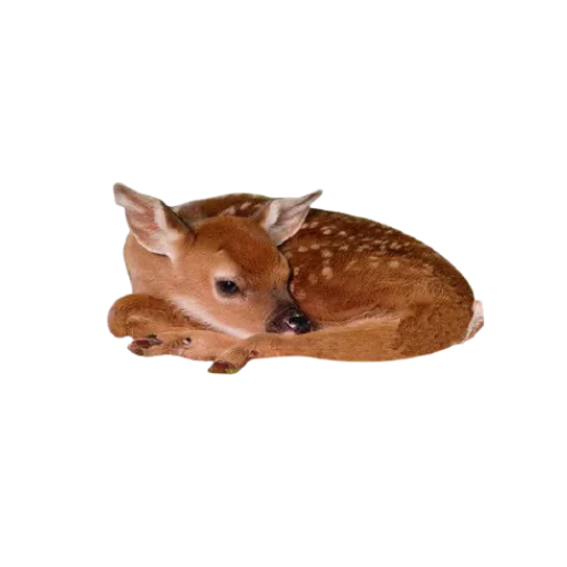 🦌 Стикер «-,’,’- do you feel this autumn? =)» для Telegram