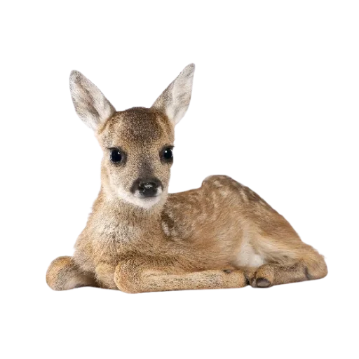 🦌 Стикер «-,’,’- do you feel this autumn? =)» для Telegram