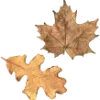 Стикер 6 ㅤᜊ 𝑎𝗎𝗍𝗎𝗆𝗇 𝗅𝖾𝗮𝖿
