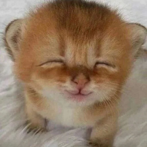 😊 Стикер «AVENZOO» для Telegram