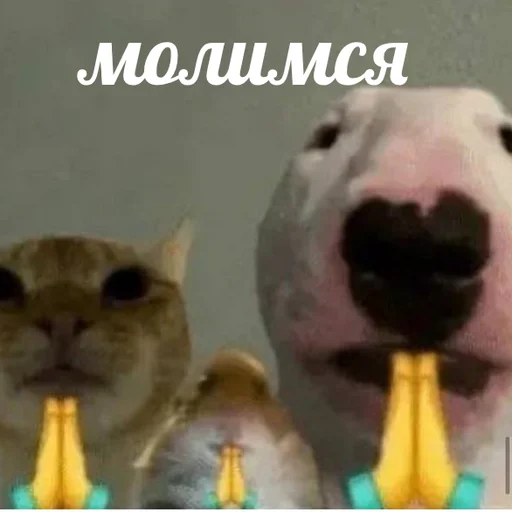 🙏 Стикер «AVENZOO» для Telegram