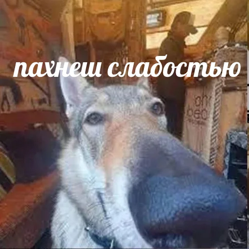 😂 Стикер «AVENZOO» для Telegram