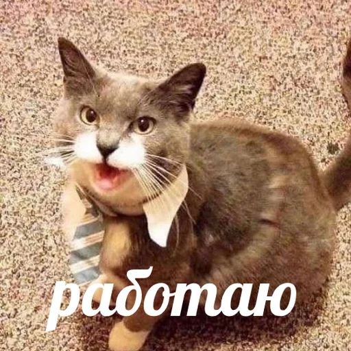 👔 Стикер «AVENZOO» для Telegram
