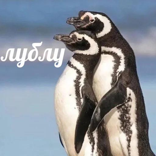 😻 Стикер «AVENZOO» для Telegram