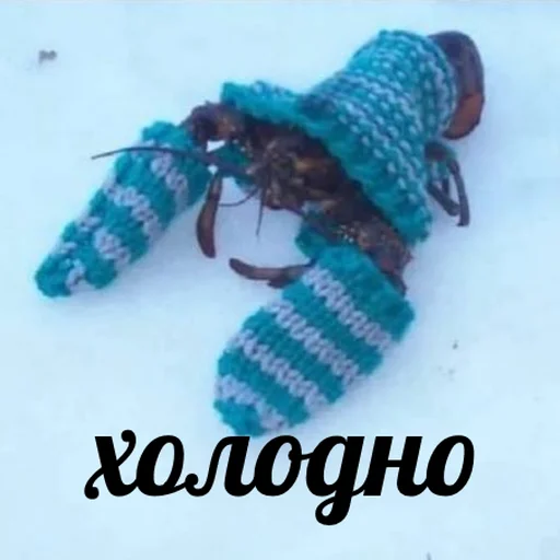 🥶 Стикер «AVENZOO» для Telegram