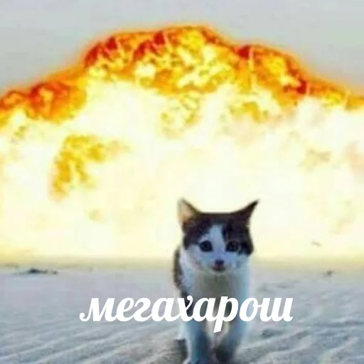👏 Стикер «AVENZOO» для Telegram