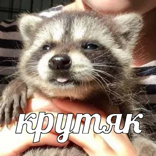 🤩 Стикер «AVENZOO» для Telegram