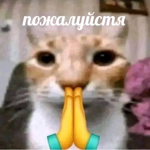 🙏 Стикер «AVENZOO» для Telegram