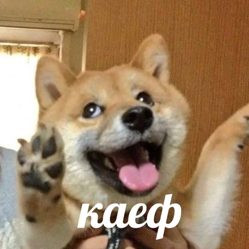 🤤 Стикер «AVENZOO» для Telegram