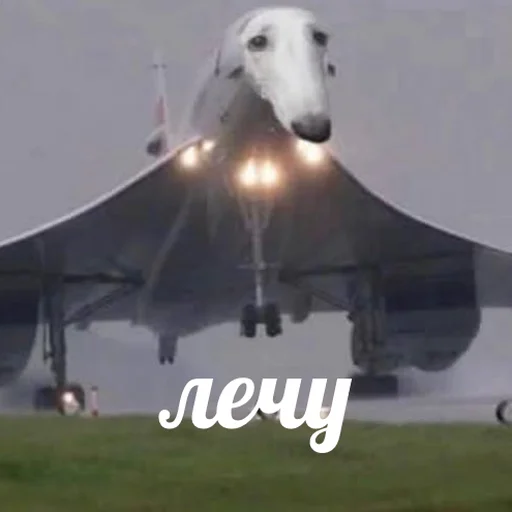 🚶‍♂️ Стикер «AVENZOO» для Telegram