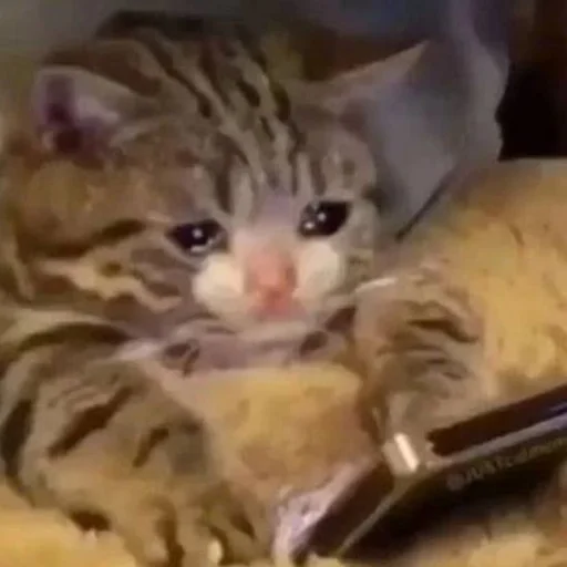 😭 Стикер «AVENZOO» для Telegram