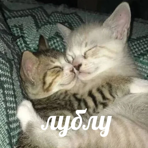 😘 Стикер «AVENZOO» для Telegram