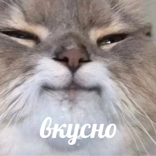😋 Стикер «AVENZOO» для Telegram