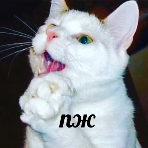 🙏 Стикер «AVENZOO» для Telegram