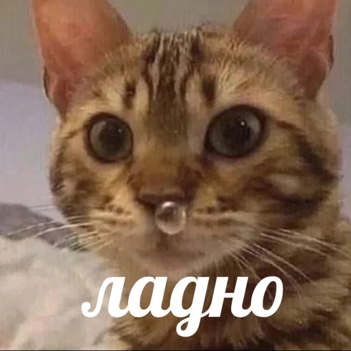 👌 Стикер «AVENZOO» для Telegram
