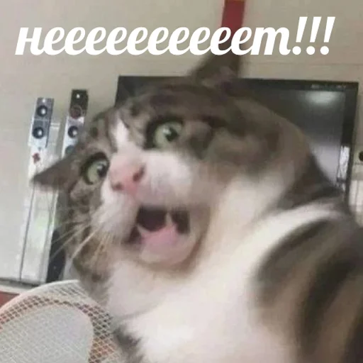 😳 Стикер «AVENZOO» для Telegram