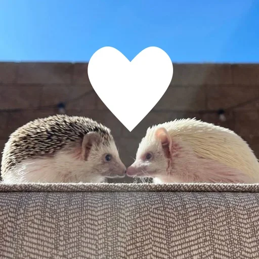 ❤️ Стикер «AVENZOO» для Telegram