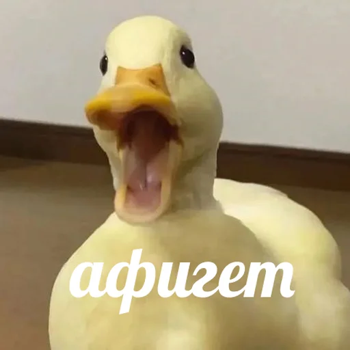 😱 Стикер «AVENZOO» для Telegram