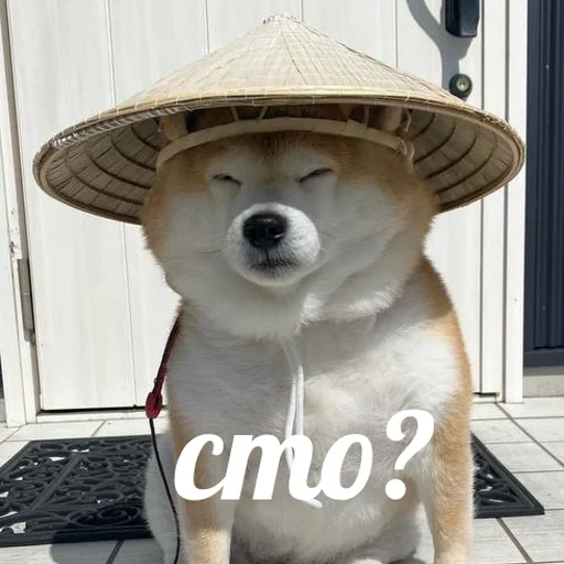 😑 Стикер «AVENZOO» для Telegram