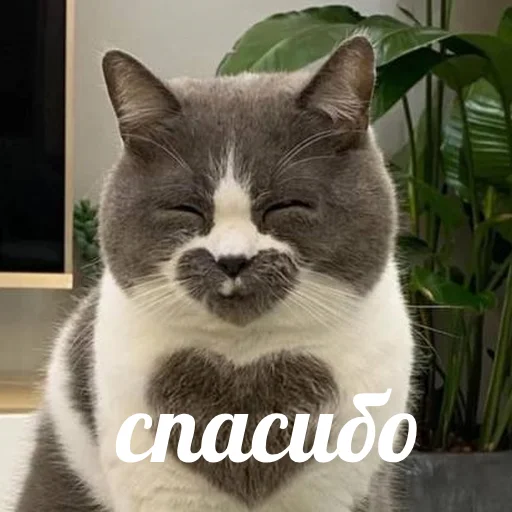 😊 Стикер «AVENZOO» для Telegram