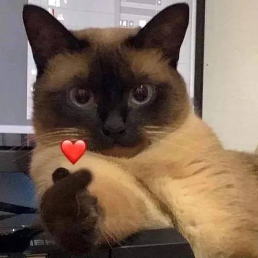 ❤️ Стикер «AVENZOO» для Telegram