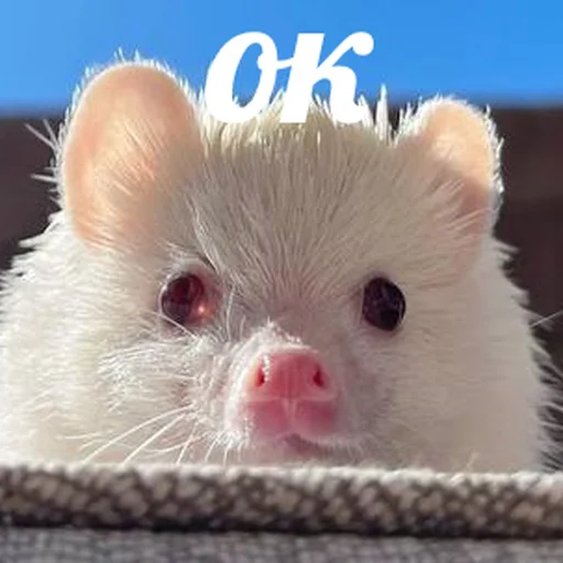 😋 Стикер «AVENZOO» для Telegram