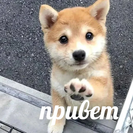 👋 Стикер «AVENZOO» для Telegram