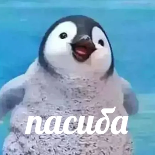 🥰 Стикер «AVENZOO» для Telegram