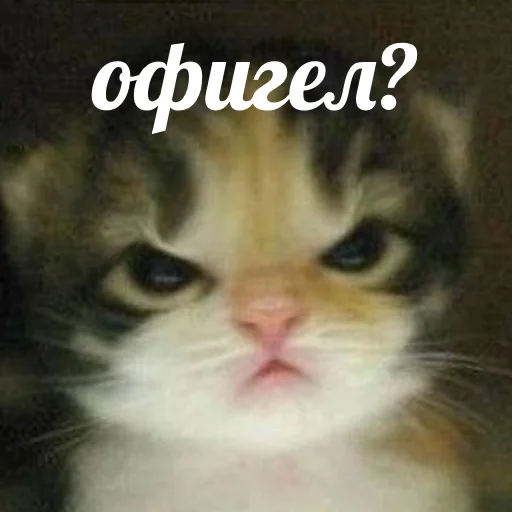 😡 Стикер «AVENZOO» для Telegram