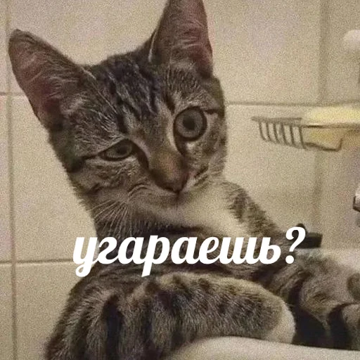 🤨 Стикер «AVENZOO» для Telegram