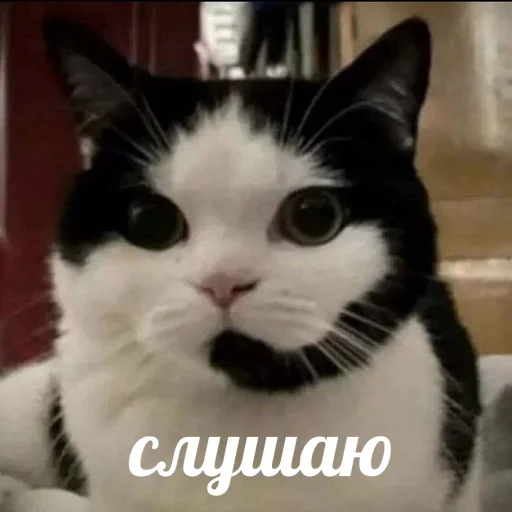 🔊 Стикер «AVENZOO» для Telegram