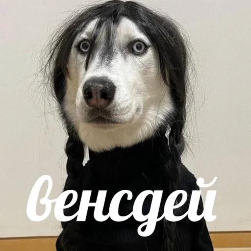 💀 Стикер «AVENZOO» для Telegram