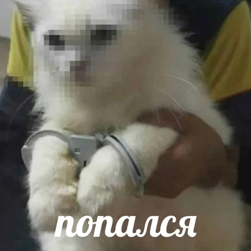 🥷 Стикер «AVENZOO» для Telegram