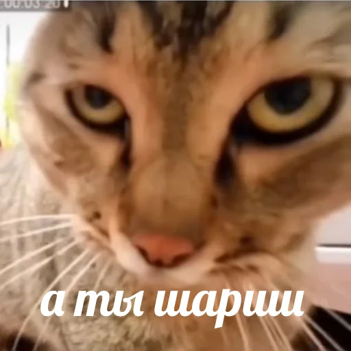 😎 Стикер «AVENZOO» для Telegram